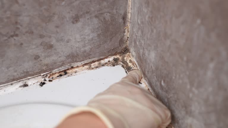 Professional Mold Removal in Westbrook Center, CT